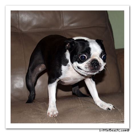 Boston Terrier Photo Of The Week Caption Contest Winners Pixie