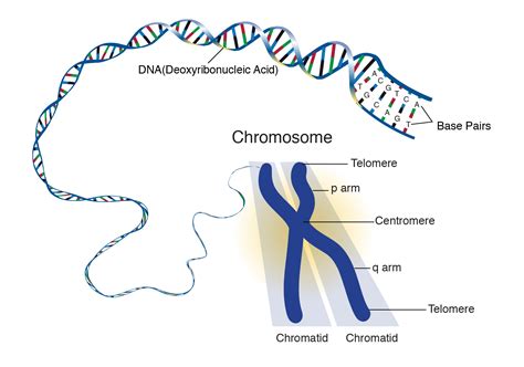 But what is a chromosome, what is dna. Chromosome