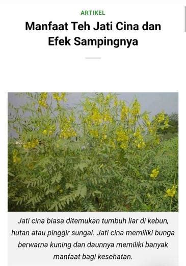 Manfaat daun jati cina terutama yang telah di manfaatkan sebagai teh terkenal akan khasiatnya yang mampu menurunkan berat badan secara efektif. Manfaat Teh Jati Cina Dan Efek Sampingnya - Satriandesta ...