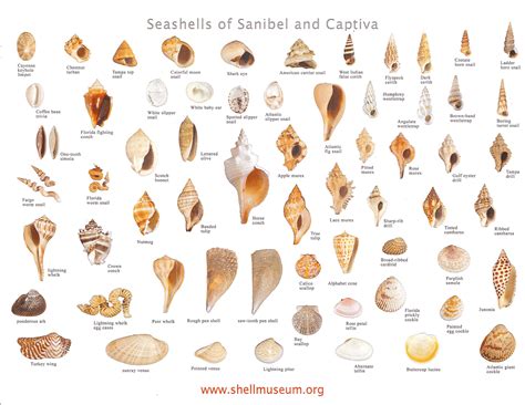 Sanibel Island Voted Best Shelling Beach Sanibel Captiva Chamber