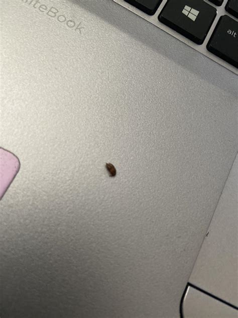 Is This A Bed Bug I Found This Crawling On Me Around Noon Bedbugs