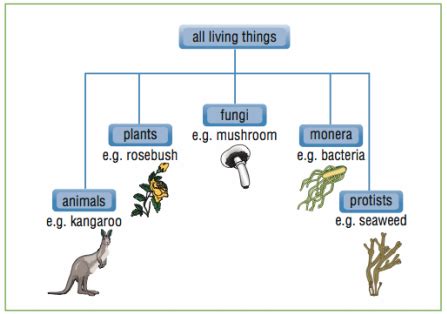 What are the key features of animals. What is a Dichotomous Key? - The Dichotomous key