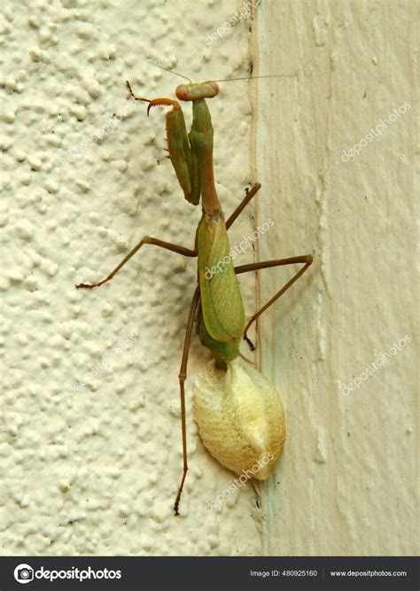 Praying Mantis Laying Eggs Female Praying Mantis She Lays Her Stock