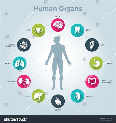 Medical Human Organs Icon Set Body Stock Vector 203783692 Shutterstock