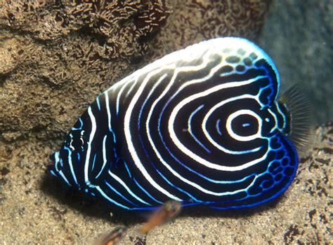 Top 3 Most Beautiful Fish Hd Animal Wallpapers