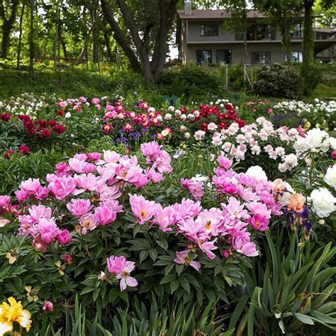 17 Vibrant Perennial Flowers That Bloom All Summer Shade Flowers