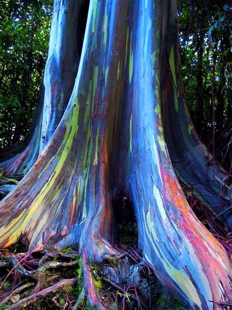 Rainbow Eucalyptus Trees On Maui Hawaii These Havent Been Painted