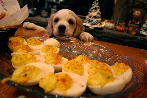 While many human foods are safe to feed your dog, many are unsafe. 12 Thanksgiving Safety Tips for Pets | On Sale | EntirelyPets