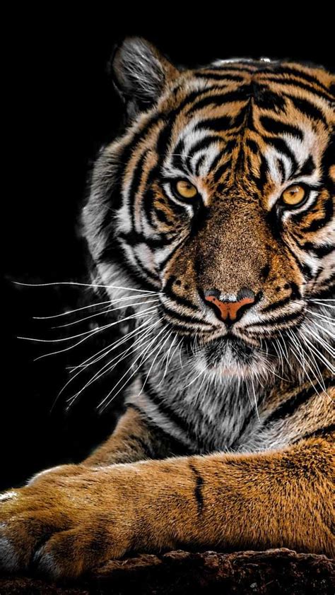 Tiger Wallpapers Kolpaper Awesome Free Hd Wallpapers Riset