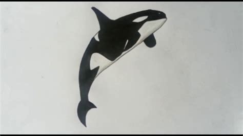 How To Draw A Killer Whale Orca Easy Drawing For Kids Youtube