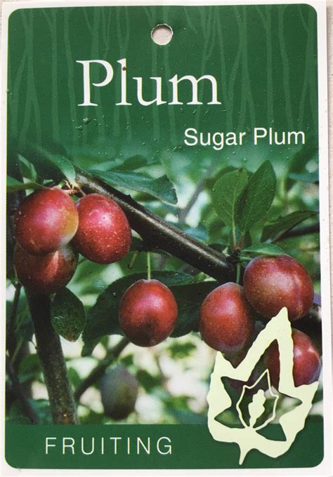 Plant Tag Sugar Plum Fruiting Tree