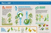 Get to Know GMOs Month Continues with the Science Behind GMOs – BIOtechNow