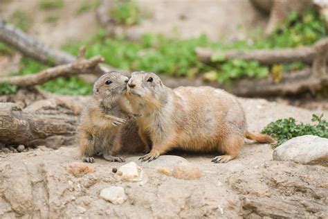 Prairie Dog Pups Pop Up At The Maryland Zoo Just In Time For Mothers