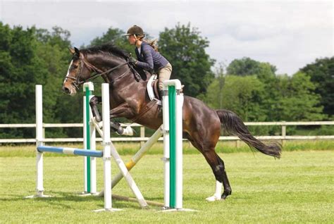 Three Gridwork Exercises You Can Do At Home Horse And Rider