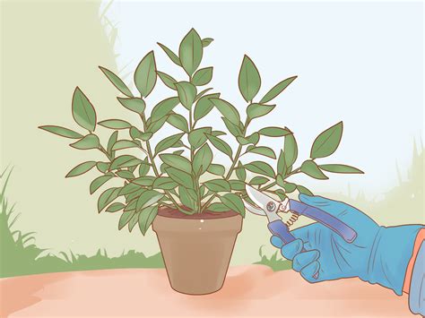 Maybe you would like to learn more about one of these? Rubber Plant How To Trim. How to Trim a Rubber Tree Plant ...