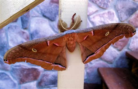 Antheraea Polyphemus Polyphemus Moth Moth Insects North American