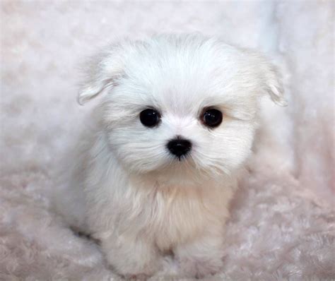 Check spelling or type a new query. Teacup Maltese For Sale // Additional Pics of Piccachu | iHeartTeacups