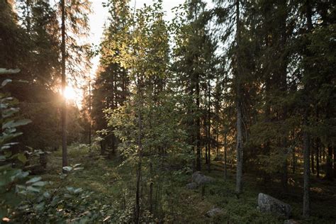 Best Of Lapland Sauna Ice Swimming Dinner And Northern Lights The