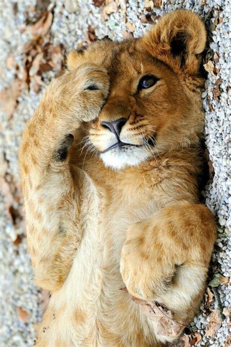 Cute Lion Cute Animals Animals Animals Wild