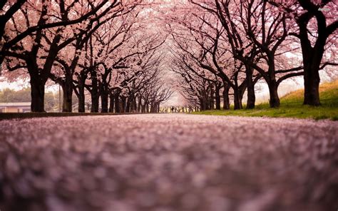 Japan Cherry Blossom Wallpapers Top Free Japan Cherry Blossom