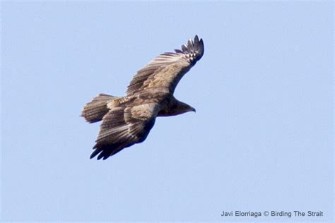 Exceptional Spotted Eagle Season In The Strait Of Gibraltar Birding