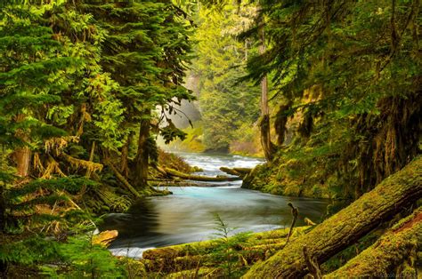 Mckenzie River Oregon Forest River Nature Trees Stones Moss Wallpaper