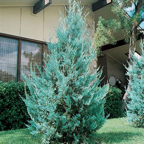 2 Quart Wichita Blue Juniper Feature Shrub In Pot L3789 In The Shrubs