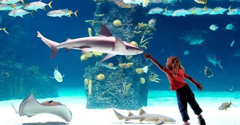 Newport Aquarium Makes Top 10 List