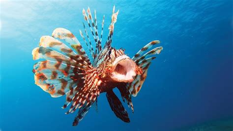Lionfish Facts And Care Guide Youtube