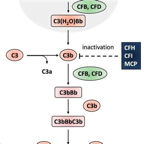 Crosstalks Between Coagulation Fibrinolysis And Complement Systems