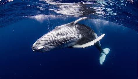 Whalien 52 Hertz La Ballena MÁs Solitaria Del Mundo