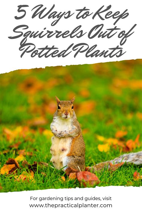 You can learn how to keep squirrels out of your bird feeders with just a few simple tricks. How to Keep Squirrels Out of Potted Plants (5 Techniques ...