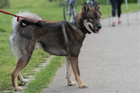 Shikoku Dog Breed Information Characteristics And Pictures
