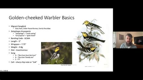 Wild Neighbors Speaker Series All About Golden Cheeked Warblers