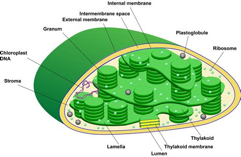 Plastids In A Plant Cell Diagram