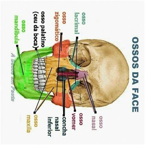An Image Of A Diagram Of The Human Skull With Labels On Each Side And