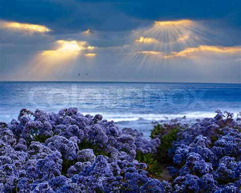 Limonium Perezii ~ Lilac Lila Statice Sea Lavender Topfen Pacific Ocean