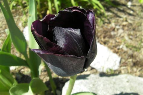 Harmonia Uncut Black Tulip And The Delights Of Arcadia Harmonia
