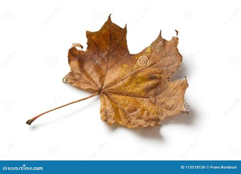 Single Maple Tree Leaf In Autumn Stock Photo Image Of Autumn White