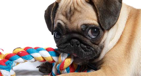 Best Toys For Pugs Great Ideas To Keep Your Pup Happy