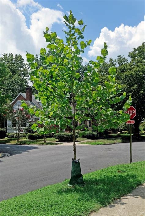 305 Young Sycamore Tree Leaves Stock Photos Free And Royalty Free Stock