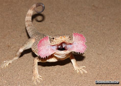 Real Monstrosities Secret Toadhead Agama