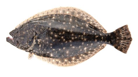 Flounder Nc Deq