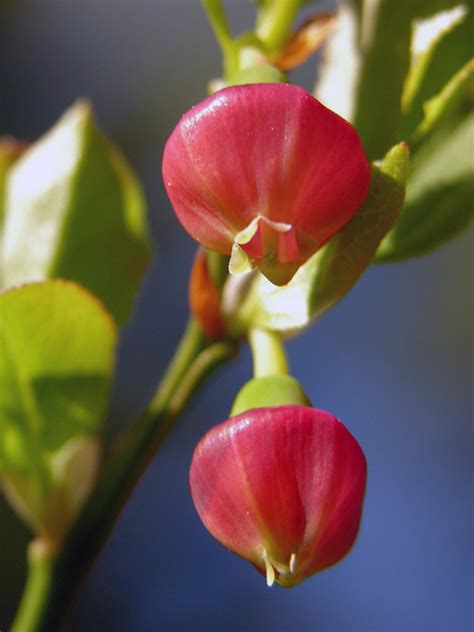 Listen live to radio boise Bilberry, Vaccinium myrtillus - Flowers - NatureGate
