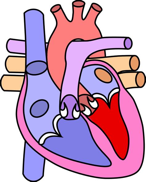 Unlabeled Diagram Of The Heart Free Wiring Diagram