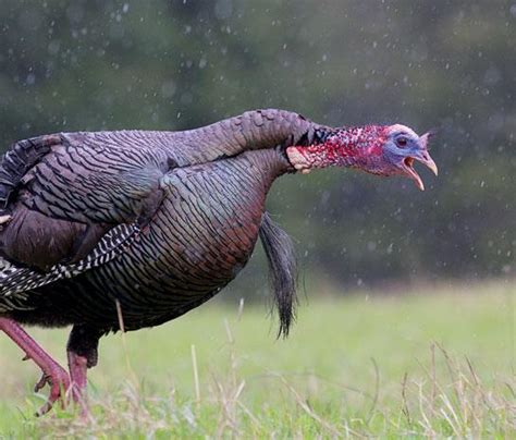 Do Turkeys Gobble In The Rain Hunterzonepro
