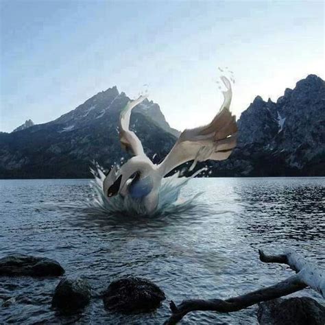 Real Life Lugia Mother Nature Is Awesome Pinterest