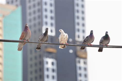 Protect Your Outdoor Apartment Areas From Bothersome Birds