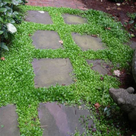 Ground Cover Between Pavers Photos And Ideas Houzz