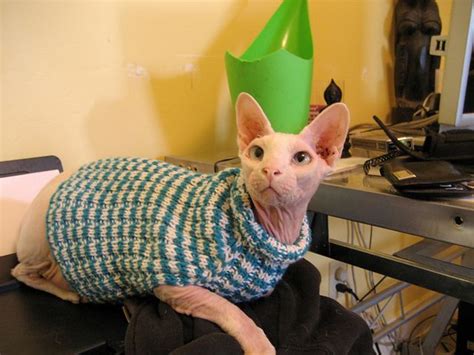Ravelry Cats Love Sweaters Pattern By Christine Landry Sphynx Cat
